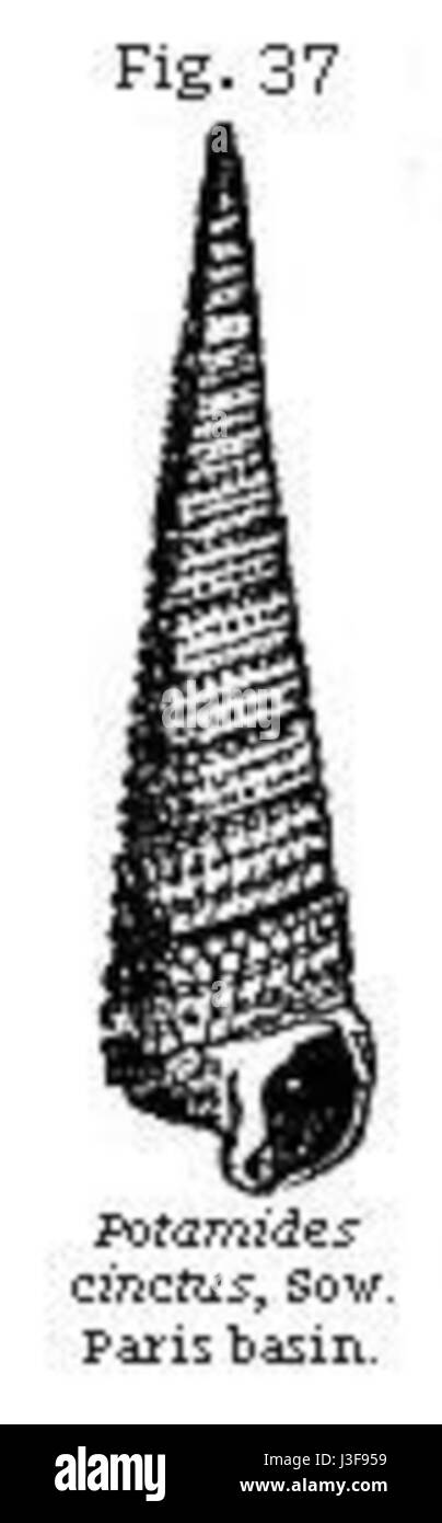 Fig37 Lyell Foto Stock