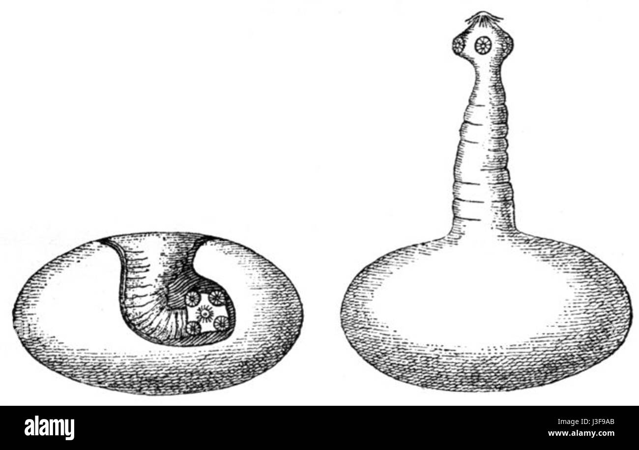 Questa illustrazione, intitolata "Finne bewaffneter Bandwurm" (Tapeworm armato), raffigura un disegno anatomico dettagliato di una tenia, un organismo parassita. Il disegno evidenzia le caratteristiche uniche dell'anatomia della tenia, concentrandosi in particolare sui ganci e sui segmenti che consentono il collegamento all'host. Foto Stock