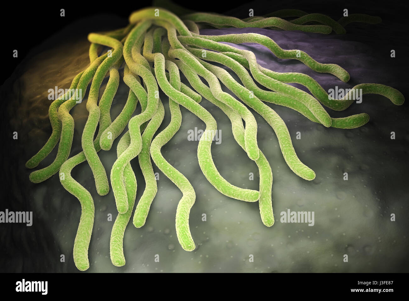 Colonia di Borrelia burgdorferi batteri, l'agente batterico della malattia di Lyme trasmessa da zecche. 3D illustrazione Foto Stock