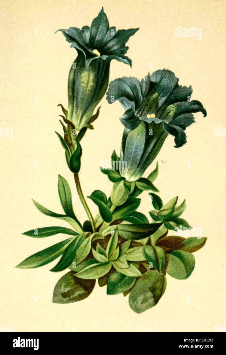 La Gentiana acaulis, conosciuta come la genziana senza stelo, è una pianta in fiore originaria delle Alpi. E' presente nell'Atlante Alpenflora per i suoi vibranti fiori blu e il suo ruolo ecologico negli ecosistemi alpini. Foto Stock