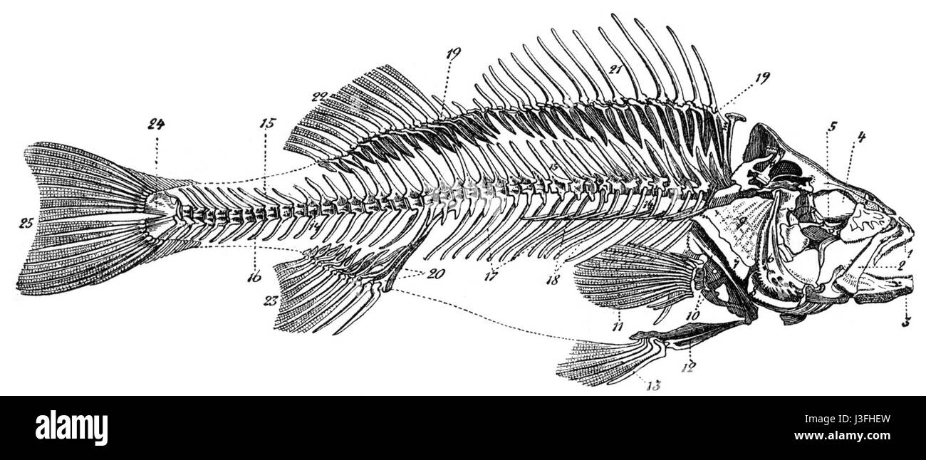 Un disegno di uno scheletro di pesce, che mostra la struttura scheletrica di un pesce, comunemente usato negli studi anatomici e nelle rappresentazioni artistiche della vita marina. Foto Stock