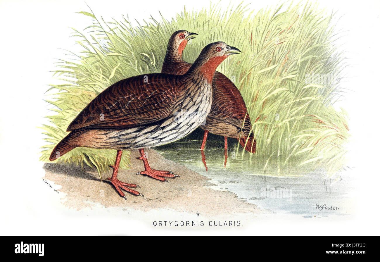 Il Francolinus gularis, comunemente noto come Francolin grigio, è una specie di uccello che si trova in alcune parti dell'Asia. Nota per il suo particolare comportamento di vocazione e di abitazione a terra, abita aree con praterie e regioni di macchia. Foto Stock