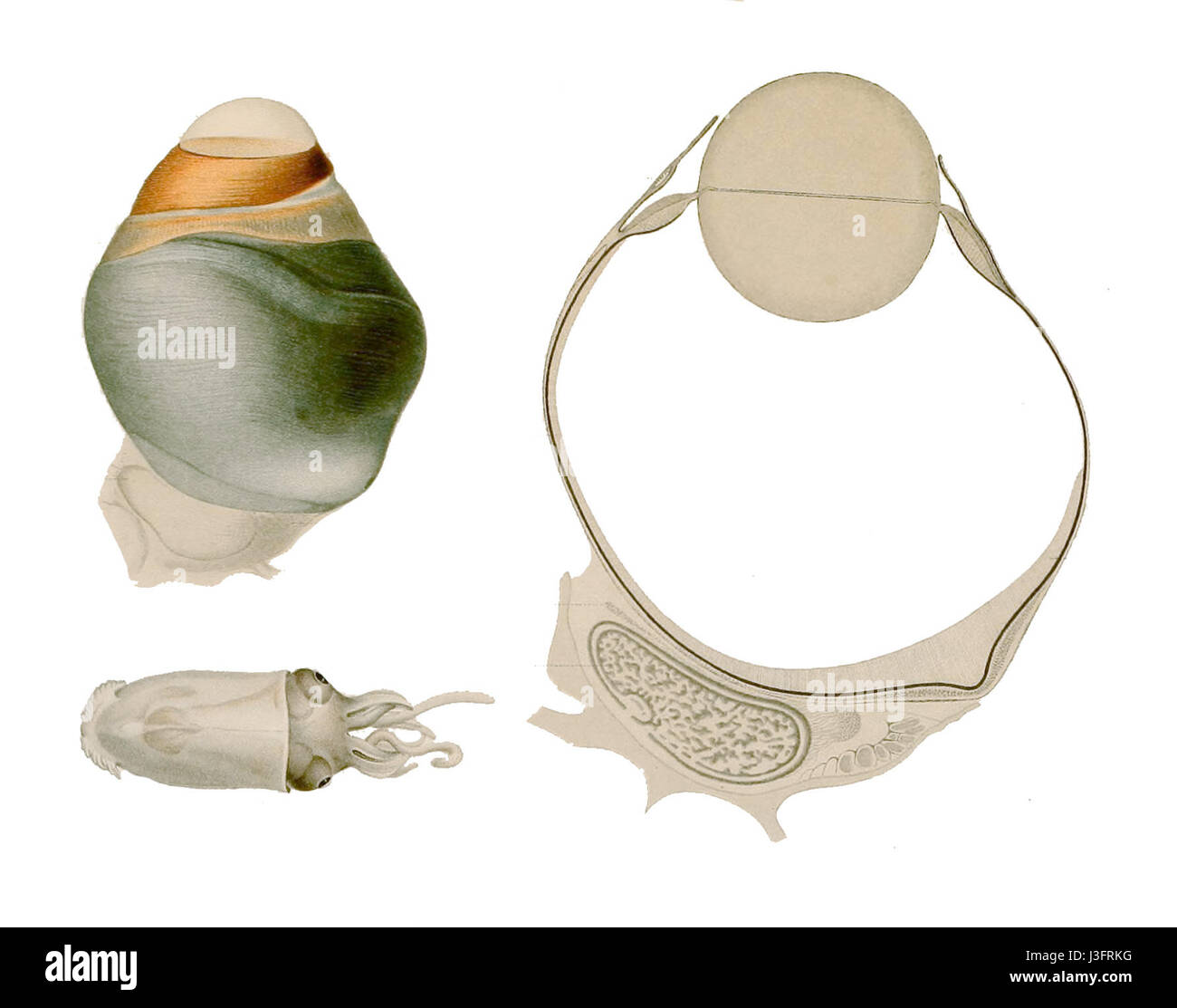 Calamari di occhio Foto Stock