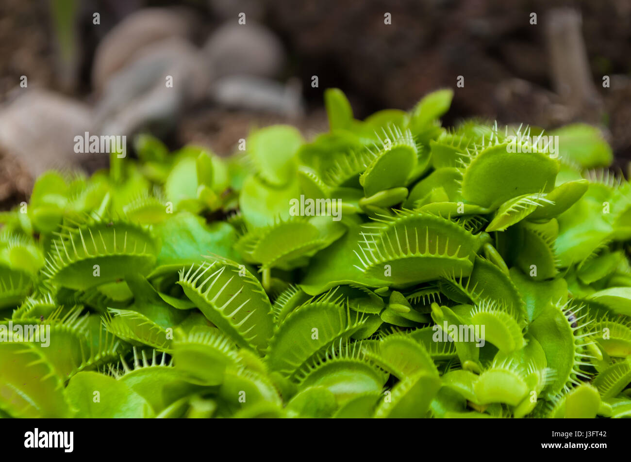 Closeup colpo di verde piccolissimo Venus flytrap ammassarsi. Il Venus flytrap (Dionaea muscipula) pianta carnivora native di zone umide subtropicali sulla East COA Foto Stock