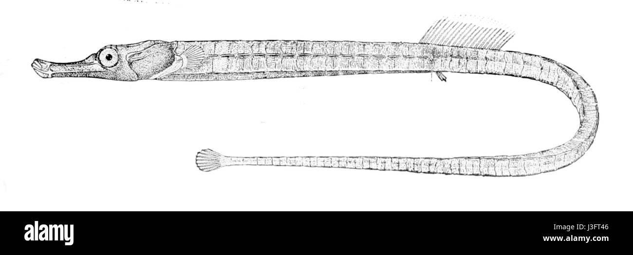*Festucalex erythraeus* è una specie di pianta della famiglia delle Poaceae, comunemente nota per il suo aspetto unico. Si tratta di una specie di erba diffusa in varie regioni, notevole per le sue caratteristiche peculiari e l'importanza ecologica nel suo ambiente nativo. Foto Stock
