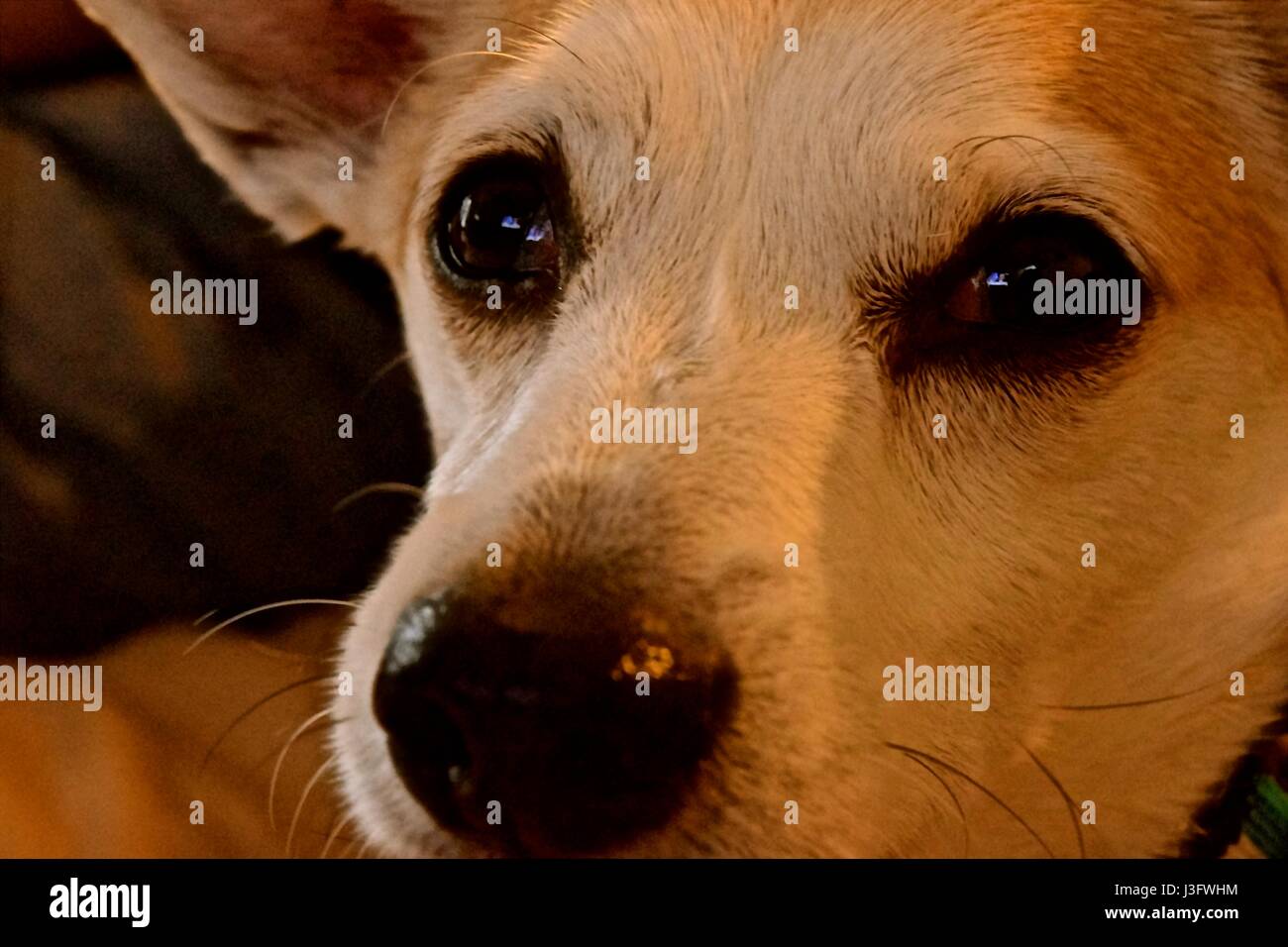 Doggies, animali domestici, il migliore amico dell'uomo sono i nostri più fedeli compagni. Foto Stock