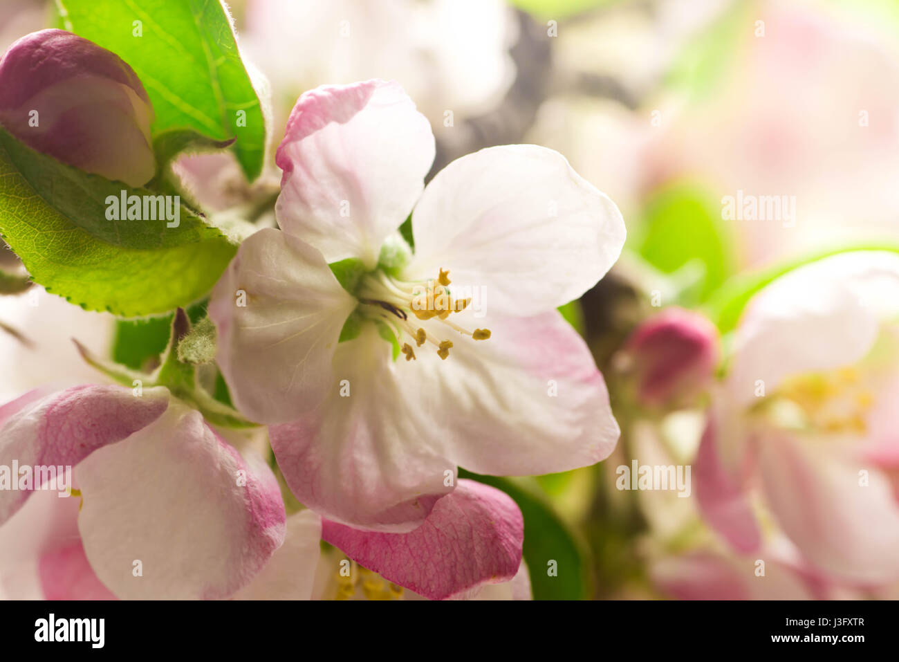 Macro di primavera apple blossom Foto Stock