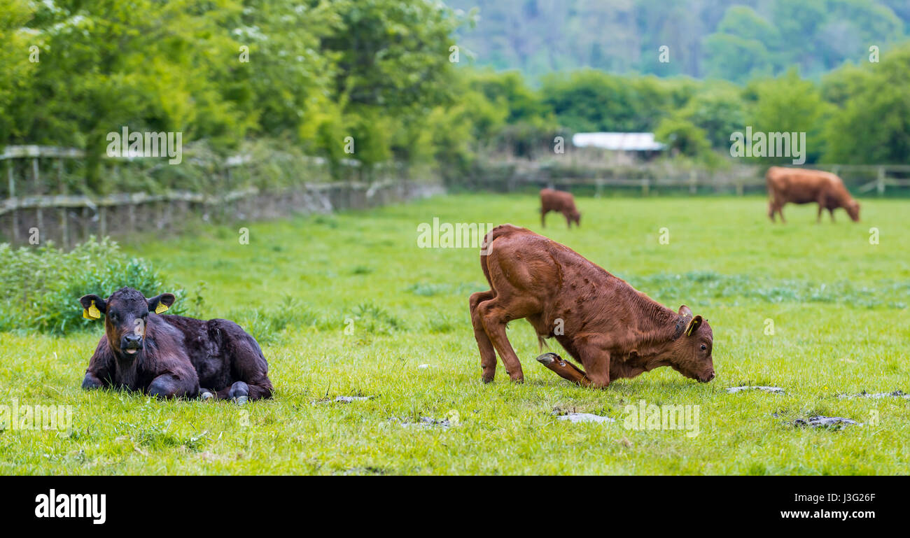 Bum nell'aria. Le mucche in un campo con una mucca tenta di sedersi. Foto Stock