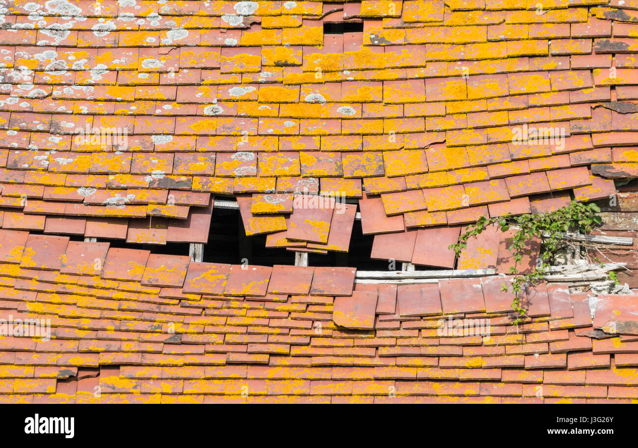 Trascurato il vecchio tetto di tegole su un capannone in necessità di riparazione. Foto Stock