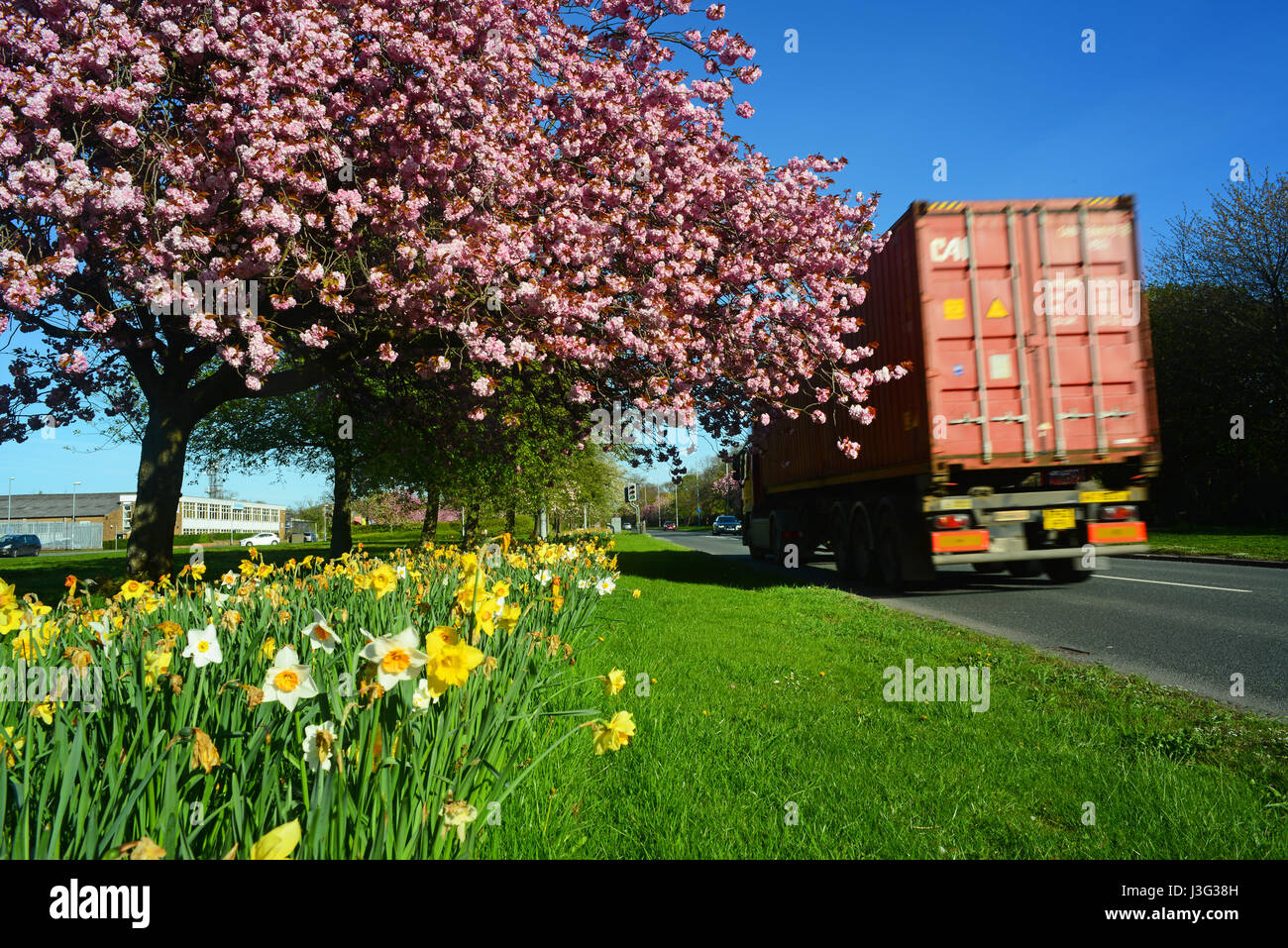 Autocarro passando strada narcisi e fiori di ciliegio alberi leeds Yorkshire Regno Unito Foto Stock