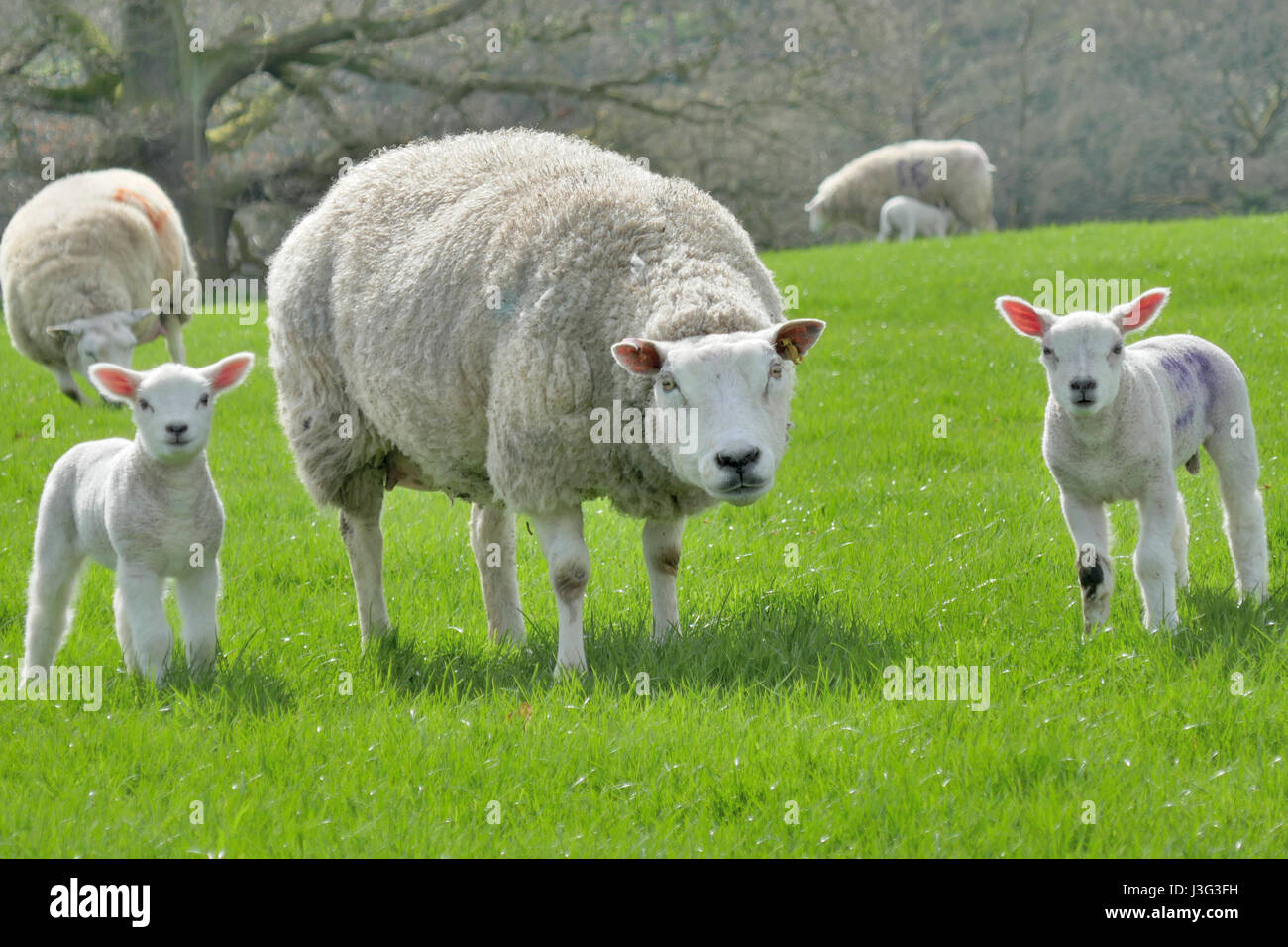 Mamma e pecore in cerca di me Foto Stock