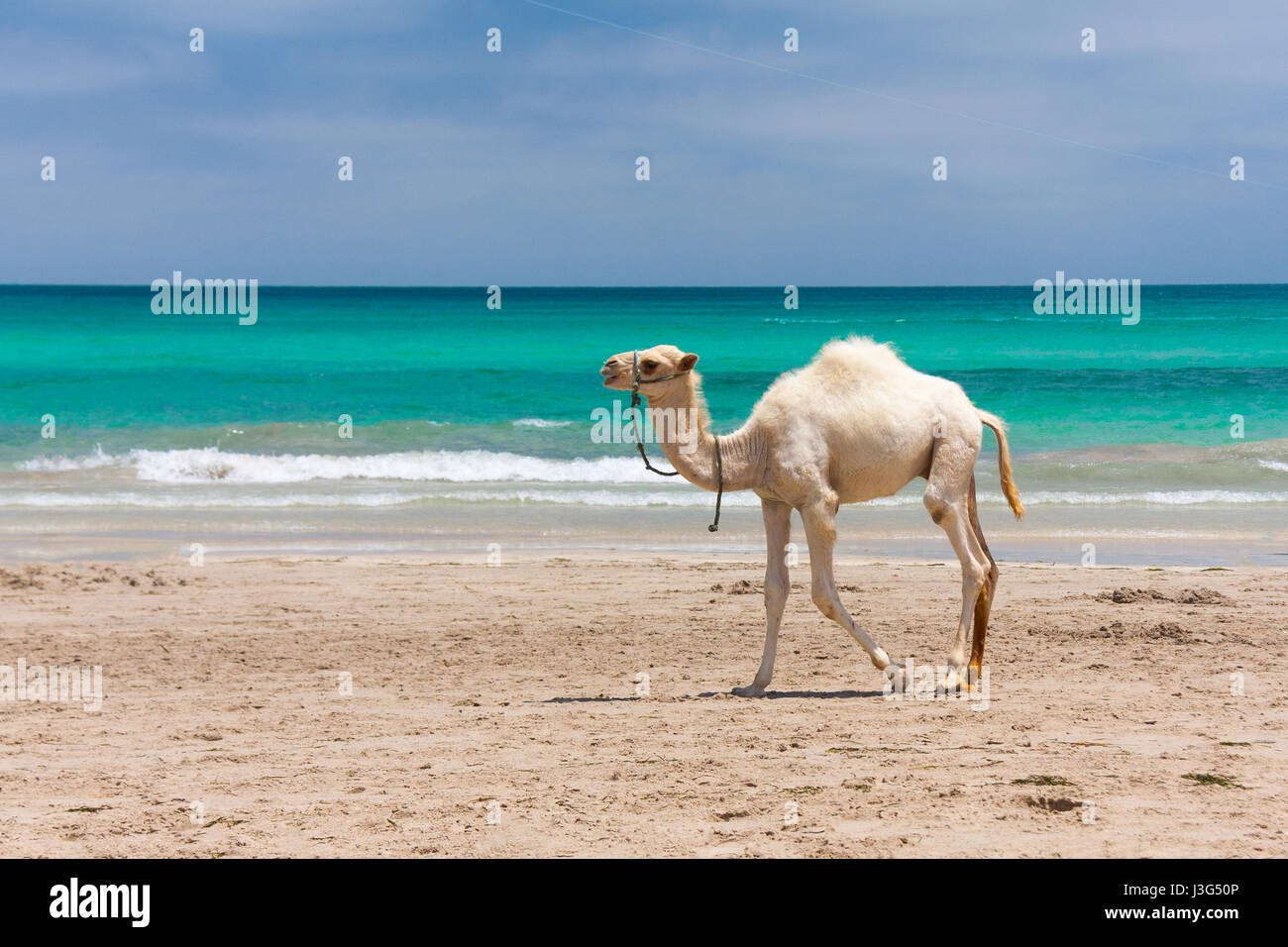 Lone giovane Cammello Dromedario camminando sulla spiaggia Foto Stock