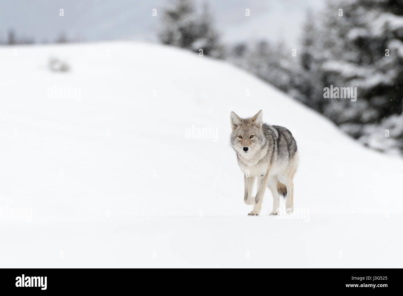 Coyote ( Canis latrans ), in inverno, passeggiate sulla neve congelata, deboli nevicate, guardare nella bella coperta di neve che circonda, Yellowstone NP, Wyoming negli Stati Uniti. Foto Stock