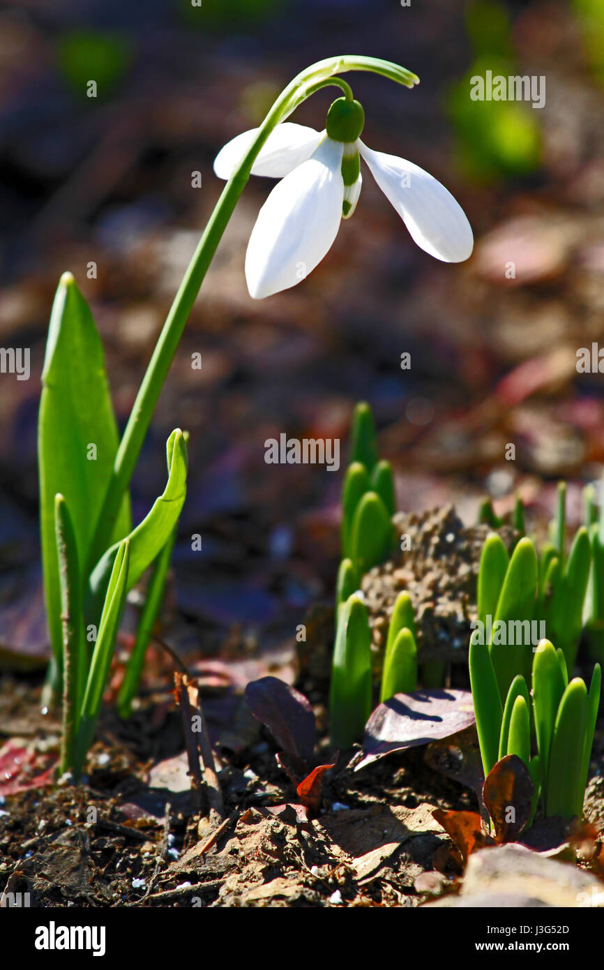 La molla snowdrop crescono nel giardino, Galanthus nivalis Foto Stock