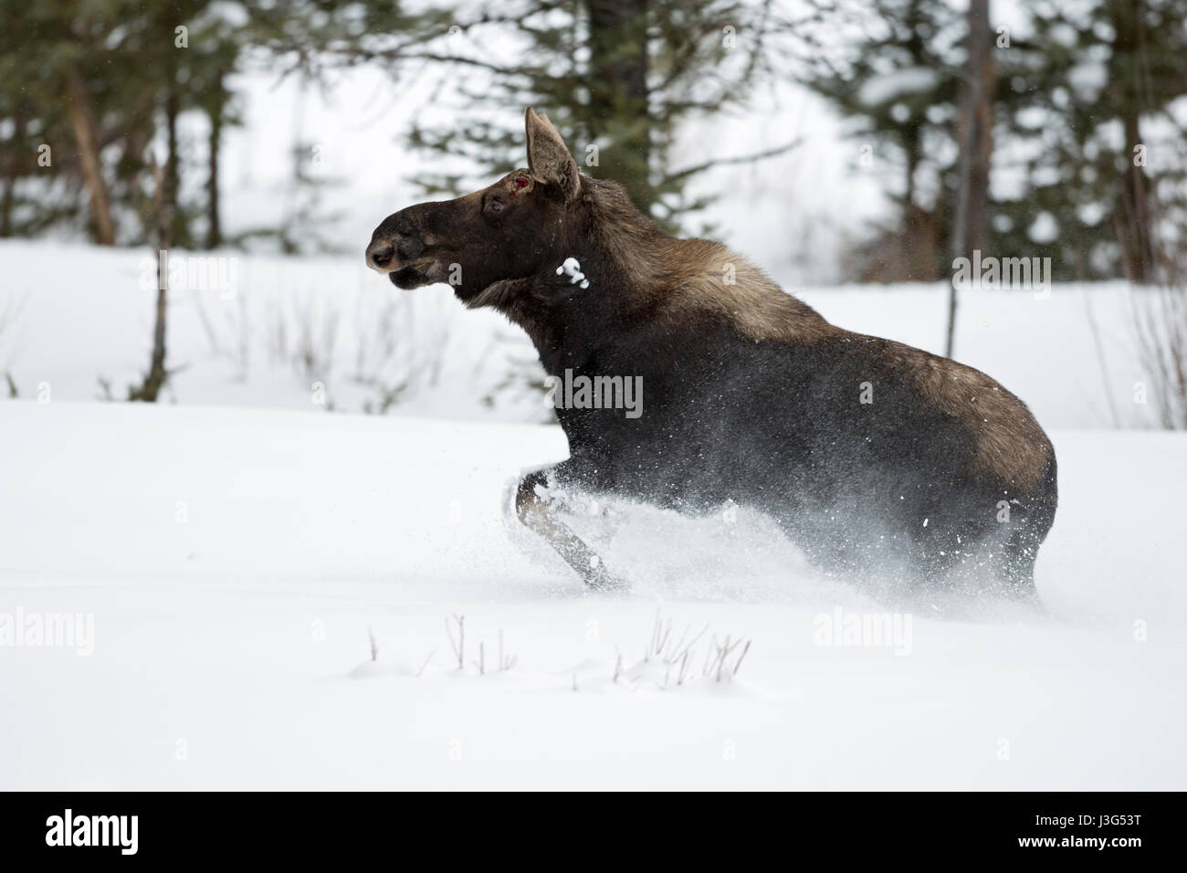 Moose / Elch ( Alces alces ) in inverno, torello, sparso palchi, acceso, fuggono attraverso la neve profonda, il Parco Nazionale di Yellowstone, Wyoming negli Stati Uniti. Foto Stock