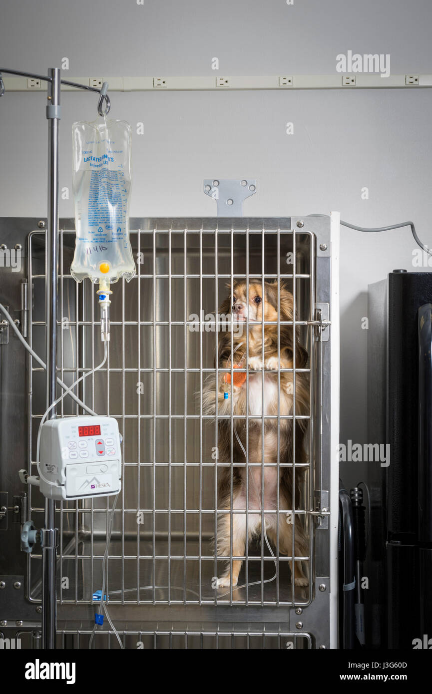 Cane in clinica veterinaria con IV Foto Stock