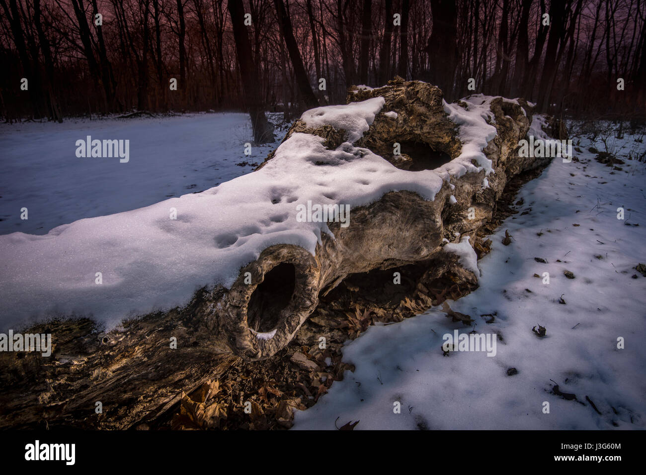 Caduto coperta di neve albero a notte Foto Stock