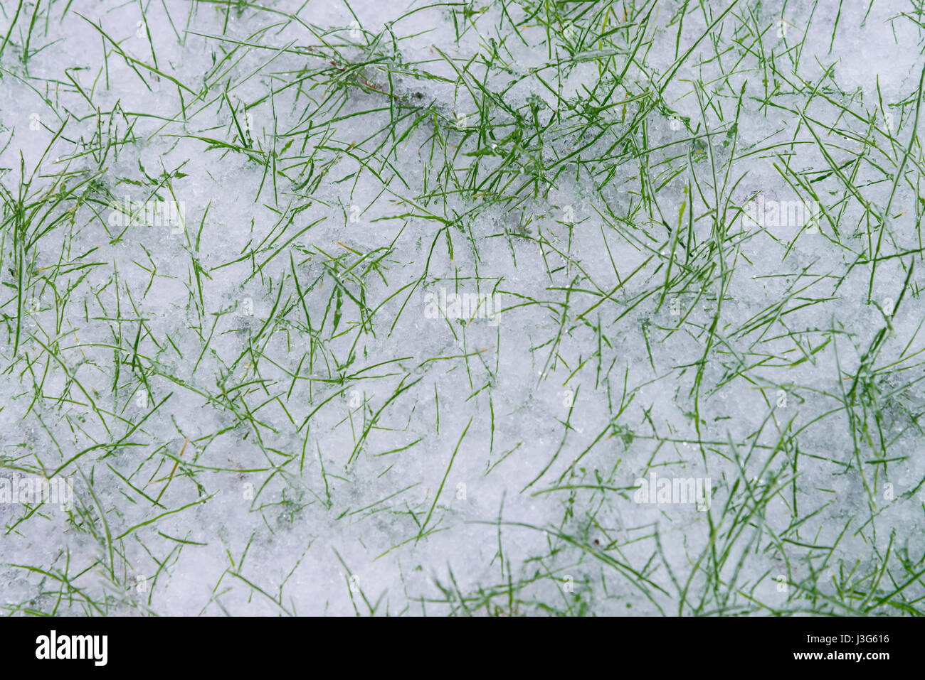 La molla nuova crescita alla fine di neve Foto Stock