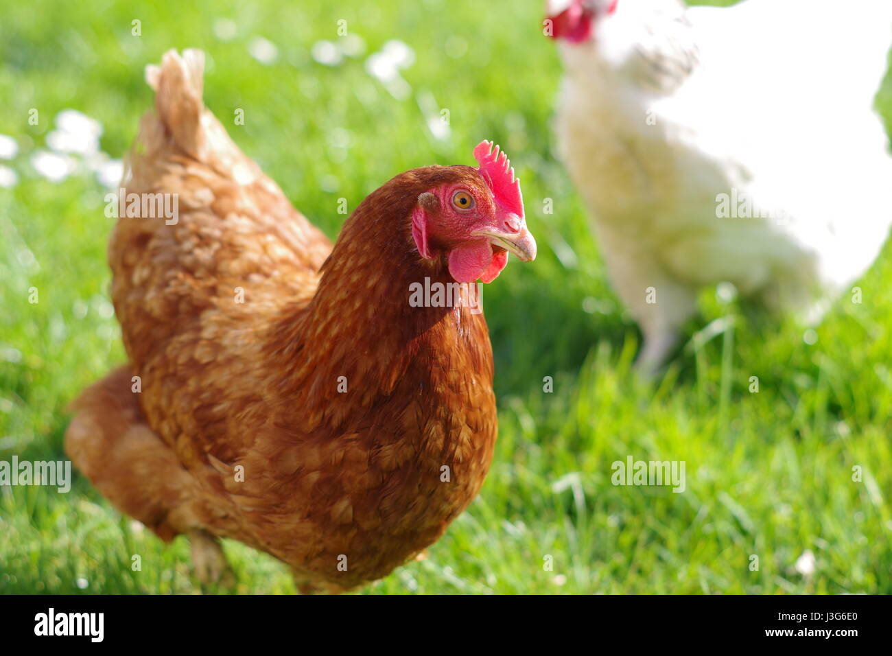 Free range red hen, al di fuori della stretta fino, Francia Foto Stock
