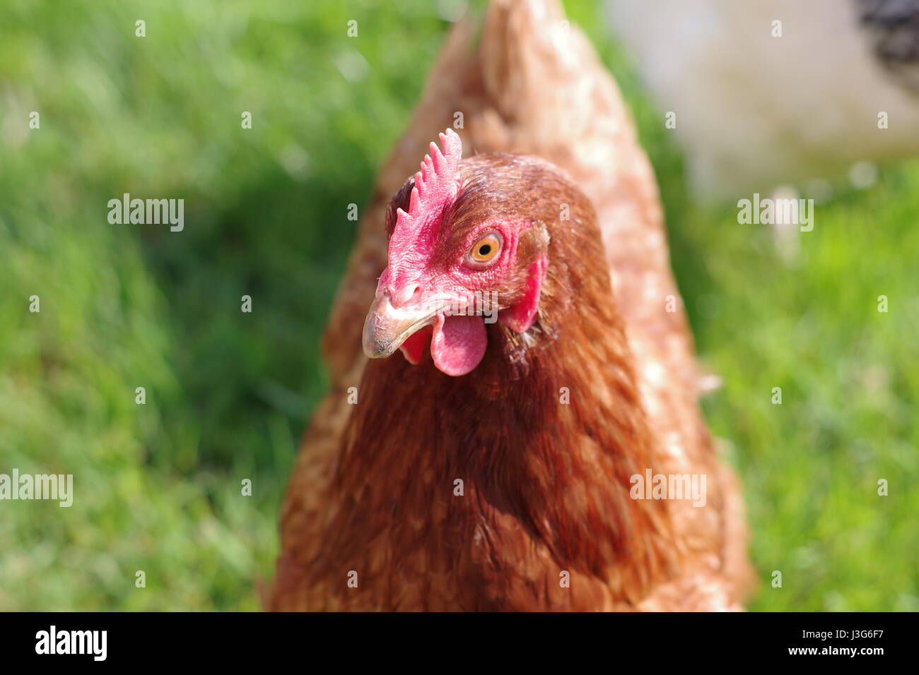 Free range red hen, al di fuori della stretta fino, Francia Foto Stock