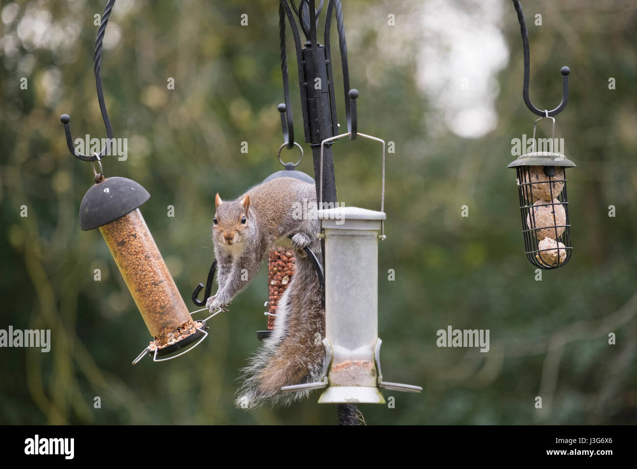 Scoiattolo grigio su giardino bird feeder, Shropshire, Inghilterra, Regno Unito Foto Stock