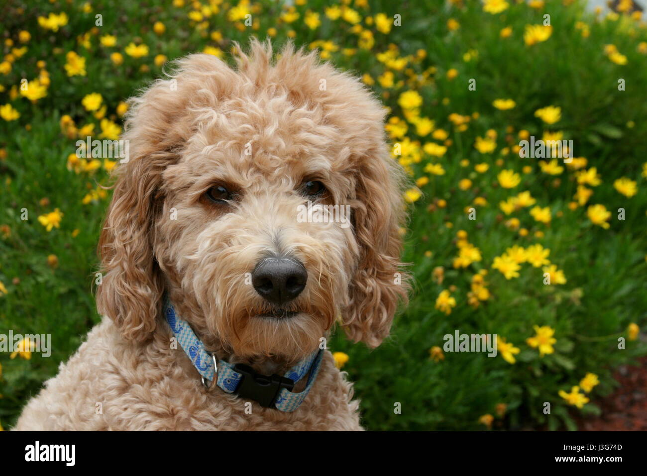 Goldendoodle cane con fiori di colore giallo Foto Stock