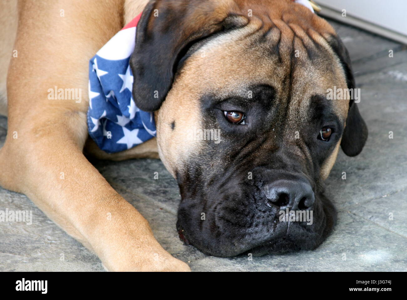 Patriotic Bullmastiff cane Foto Stock