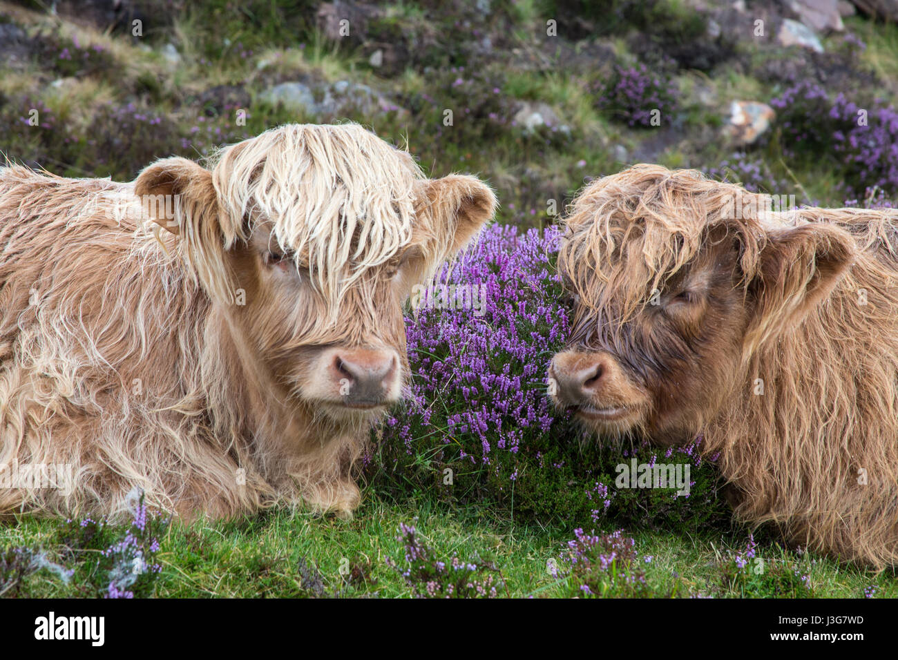 Hairy vacche nell'Isola di Skye in Scozia Foto Stock