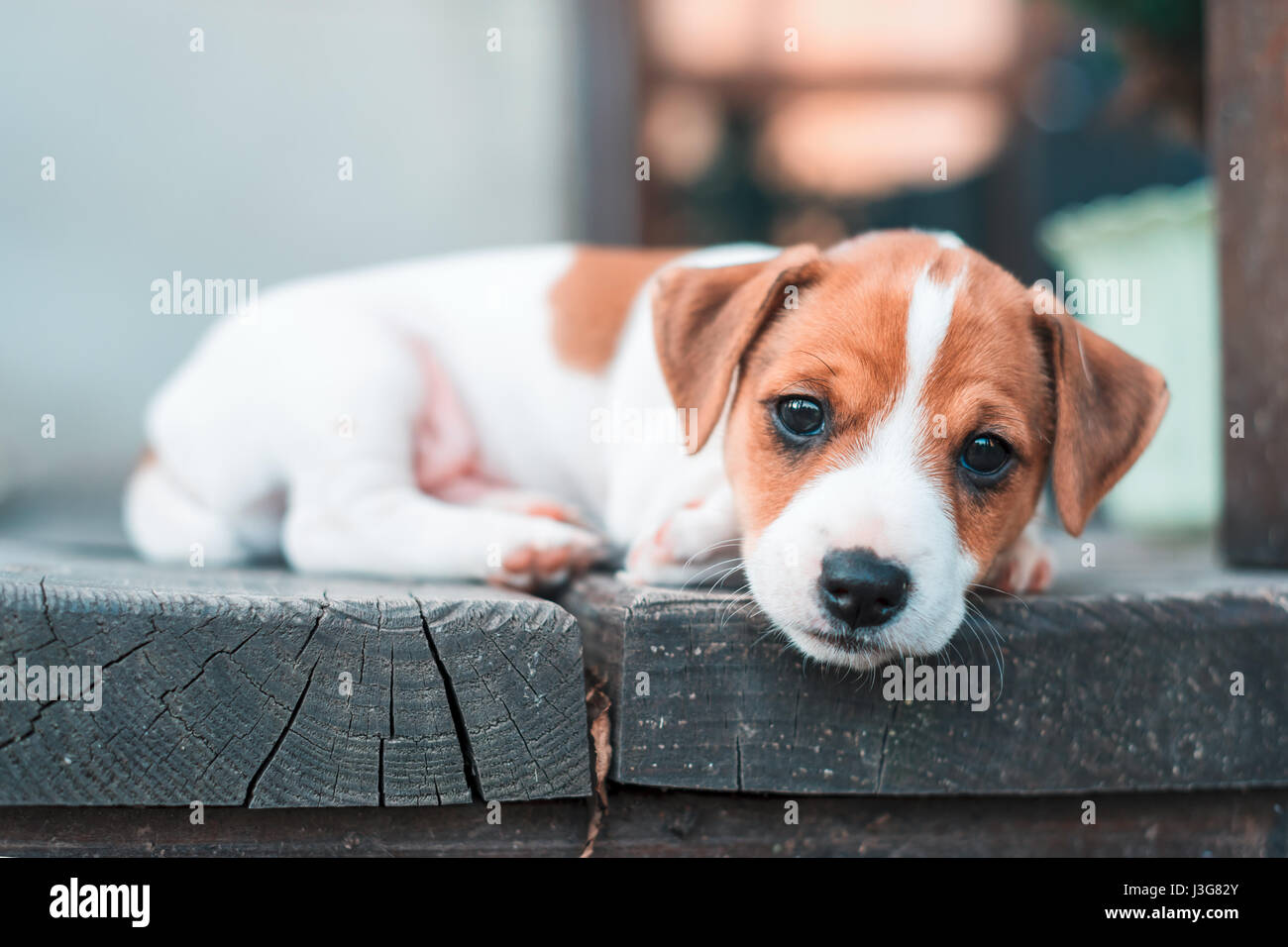 Jack Russel cucciolo, dormire su soffici moquette. Concetto di Hygge Foto Stock