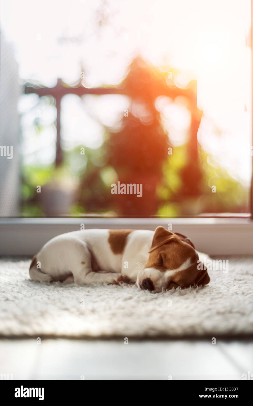 Jack Russel cucciolo, dormire su soffici moquette. Concetto di Hygge Foto Stock