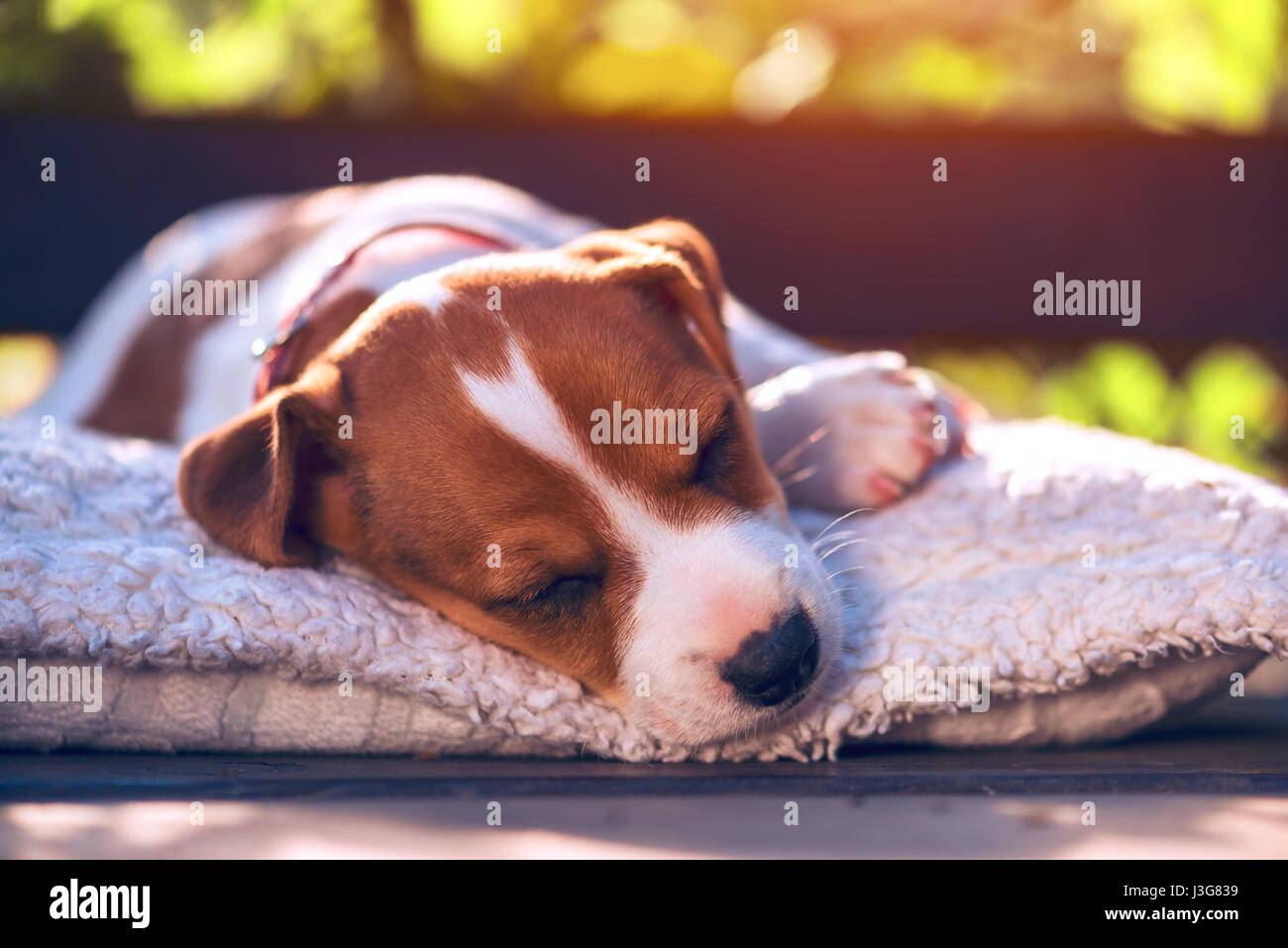 Jack Russel cucciolo, dormire su soffici moquette. Concetto di Hygge Foto Stock