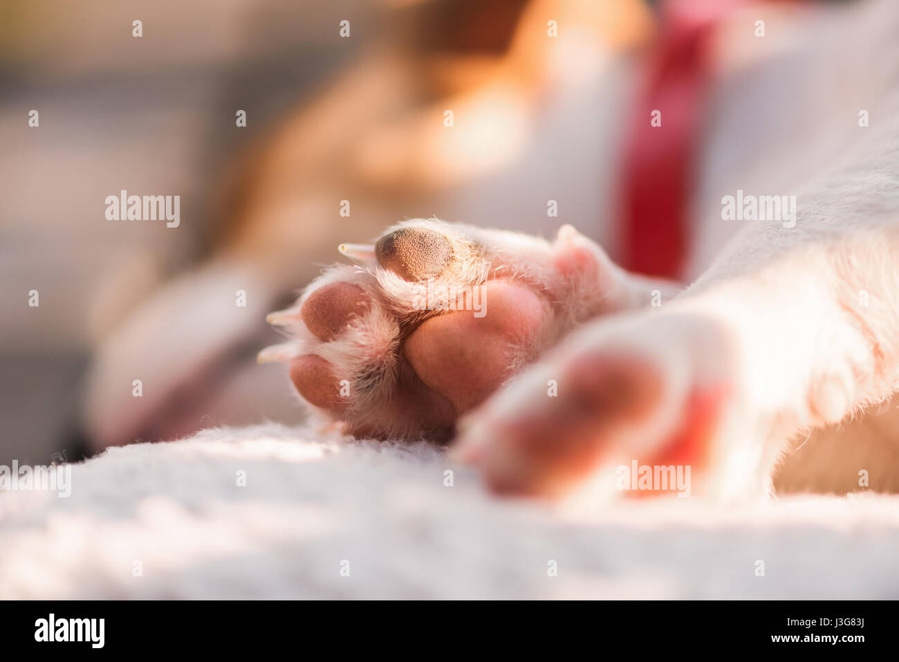 Jack Russel cucciolo, dormire su soffici moquette. Concetto di Hygge Foto Stock