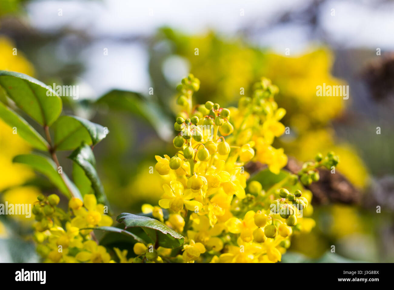 Fiori Mahonia Foto Stock