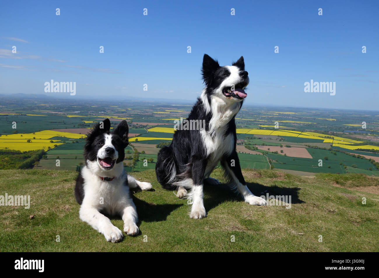 Border Collie cane e cucciolo Foto Stock