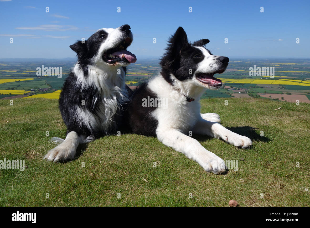 Border Collie cane e cucciolo Foto Stock