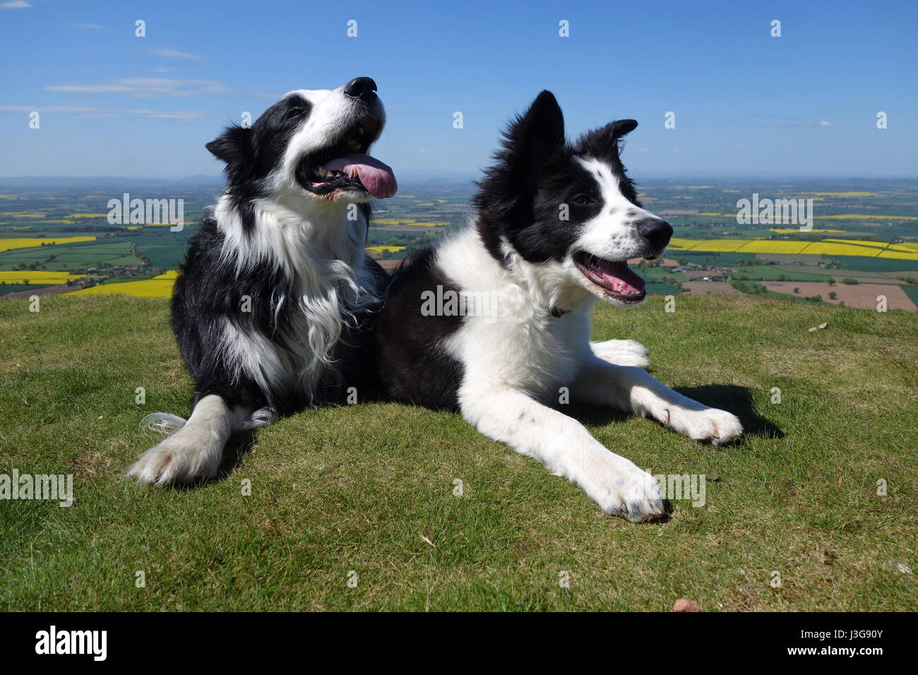 Border Collie cane e cucciolo Foto Stock