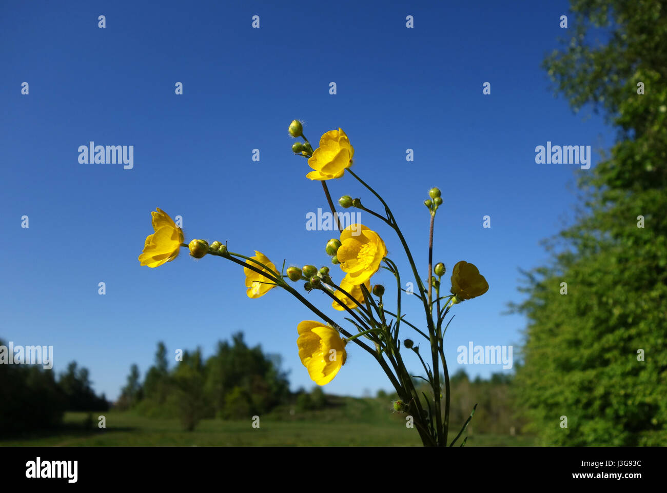 Wild meadow buttercup fioritura la Gran Bretagna Regno Unito Foto Stock