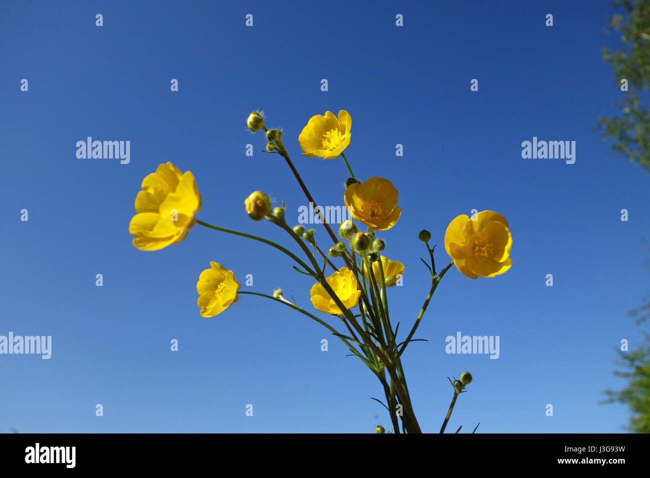 Wild meadow buttercup fioritura la Gran Bretagna Regno Unito Foto Stock