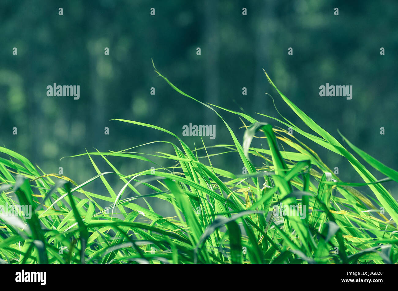 Sullo sfondo della natura: erba verde sullo sfondo lo spostamento laterale con il vento. Foto Stock