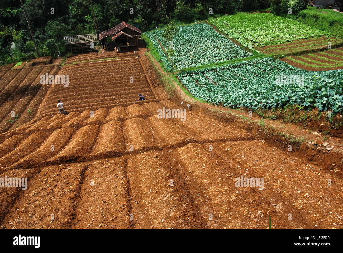 Un campo agricolo al di fuori del Parco Nazionale del Monte Gede Pangrango a Giava Occidentale, Indonesia. Foto Stock