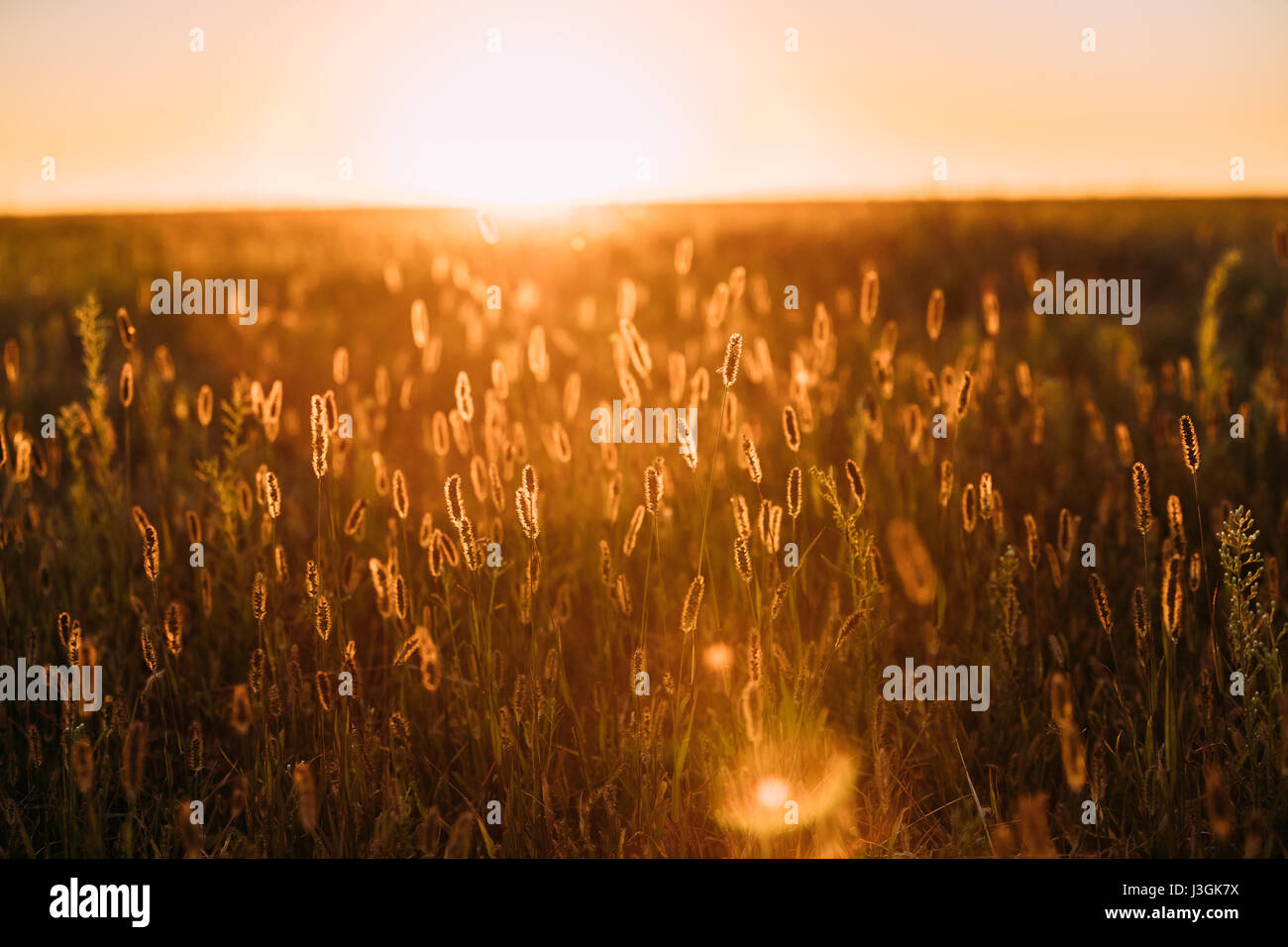 Erba di Prato in giallo sole e Bokeh, Boke sfondo. Entro l'estate o inizio autunno. Sole al tramonto tramonto sull orizzonte del prato di campo Gr Foto Stock