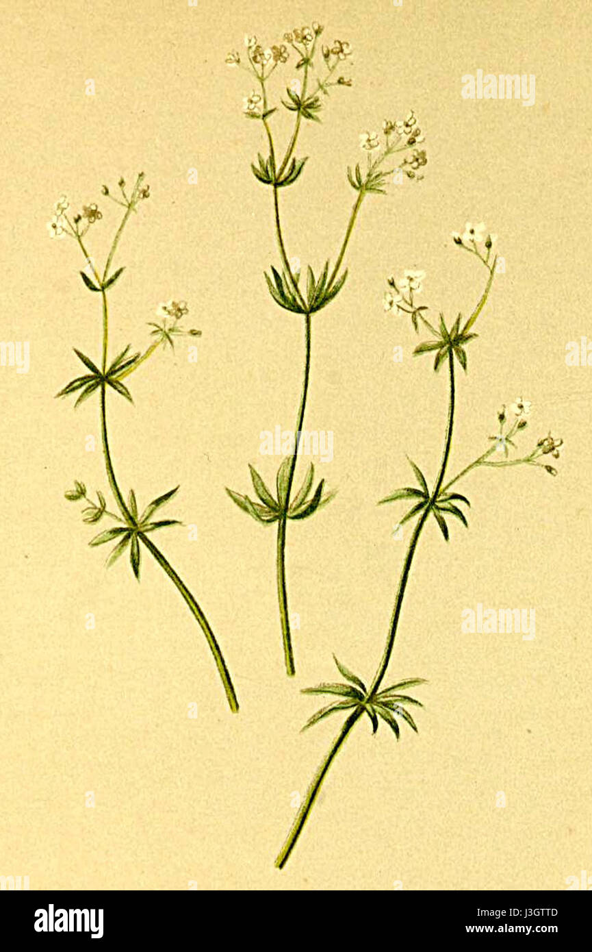 Il Galium austriacum, comunemente noto come cannuccia austriaca, è una specie di pianta fiorita che si trova nelle regioni alpine d'Europa. Fa parte della famiglia delle Rubiaceae ed è caratterizzata da piccoli fiori bianchi e fogliame verde. Foto Stock