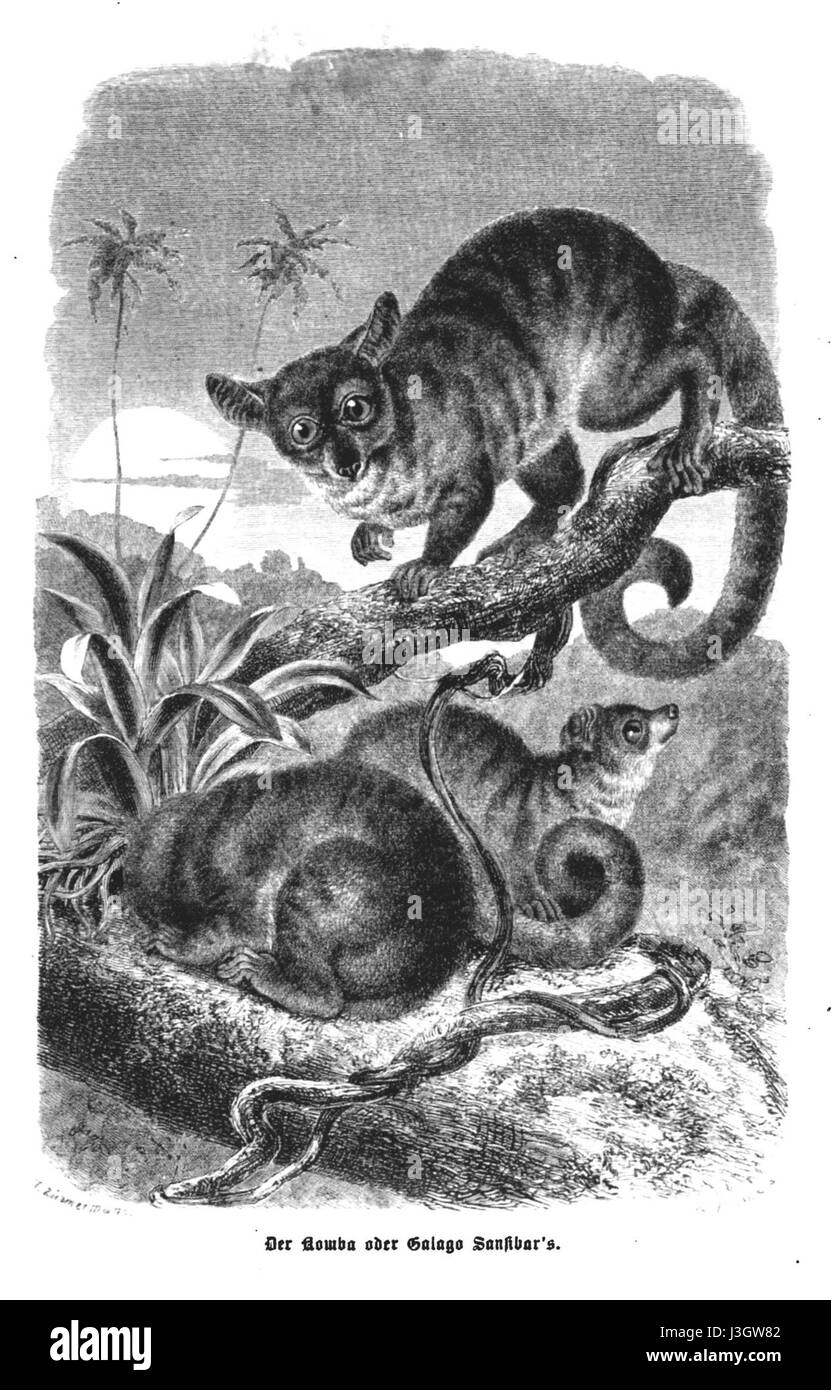 Questo lavoro di O. Kersten, intitolato "Reisen in Ost Afrika", descrive probabilmente i viaggi e l'esplorazione dell'Africa orientale, offrendo approfondimenti sulla geografia, le culture e la fauna selvatica della regione. Foto Stock