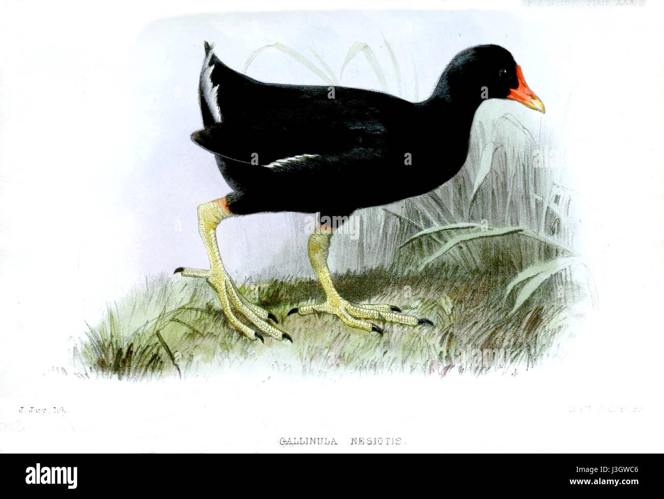 Gallinulanesiotes si riferisce a un genere appartenente all'ordine Galliformes, generalmente noto per le specie che sono uccelli che vivono a terra. Questo genere è noto per la sua diversità e importanza ecologica in vari habitat. Foto Stock