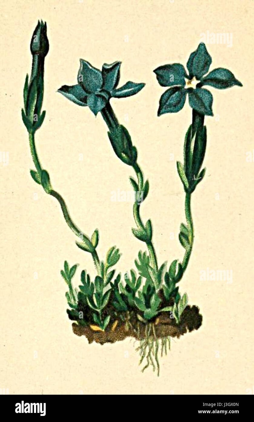 La Gentiana imbricata, una specie di pianta in fiore della famiglia delle Gentianaceae, è presente nell'"Atlas Alpenflora". Conosciuta per i suoi fiori azzurri, cresce nelle regioni alpine ed è ammirata per la sua bellezza ornamentale e il suo significato ecologico negli ecosistemi alpini. Foto Stock