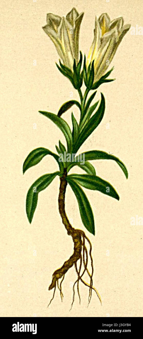 La Gentiana froelichii, nota anche come Genziana di Froelich, è una specie vegetale che si trova nelle Alpi. L'Atlante Alpenflora fornisce informazioni dettagliate sulla sua distribuzione e sulle sue caratteristiche all'interno degli ecosistemi alpini. Foto Stock