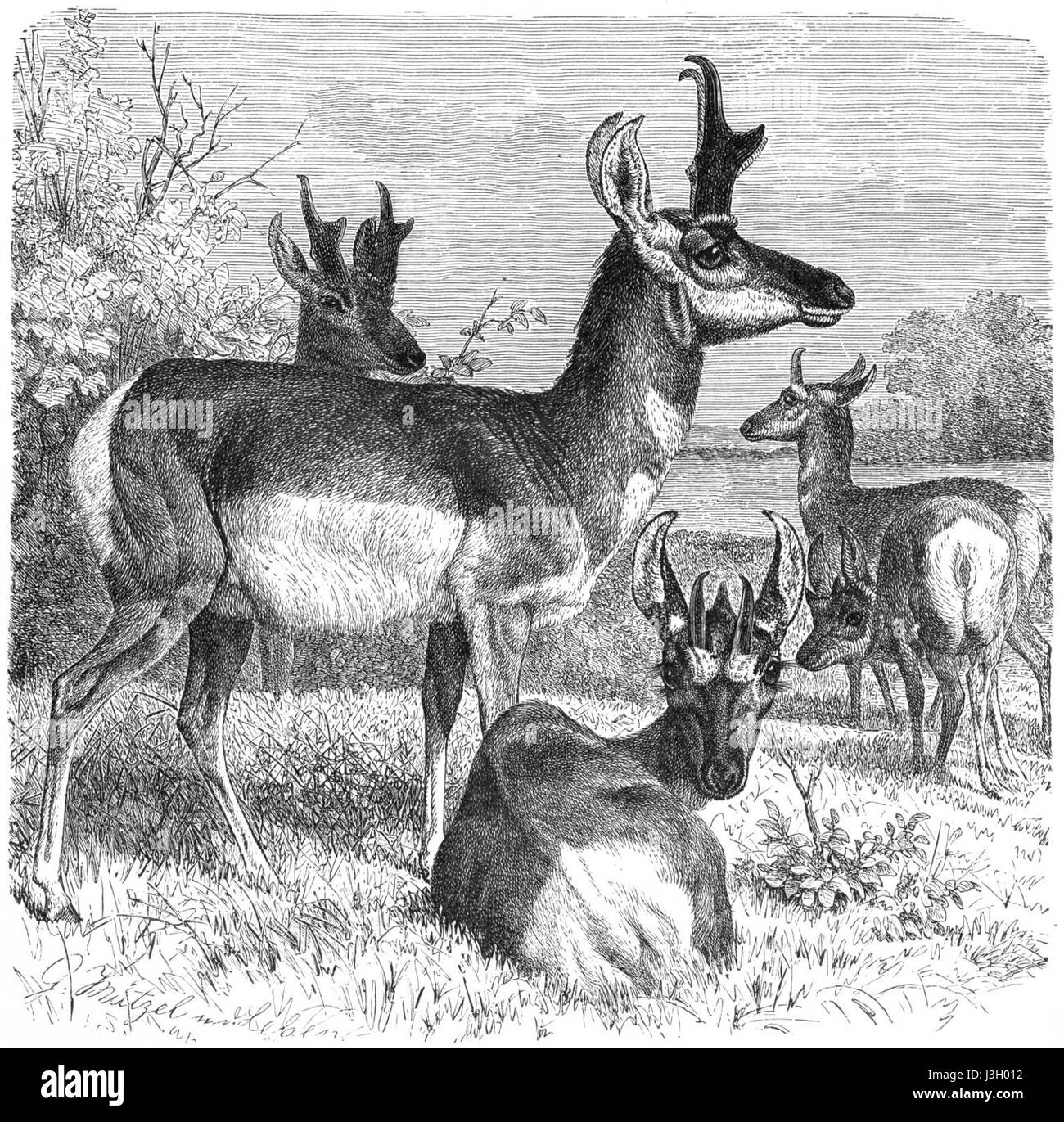 Un disegno del Gabelbock, una razza di pecore originaria della Germania, nota per il suo caratteristico aspetto con corna. Il disegno evidenzia le caratteristiche della pecora, come la lana e la struttura del corpo, tipiche di questa razza. Foto Stock