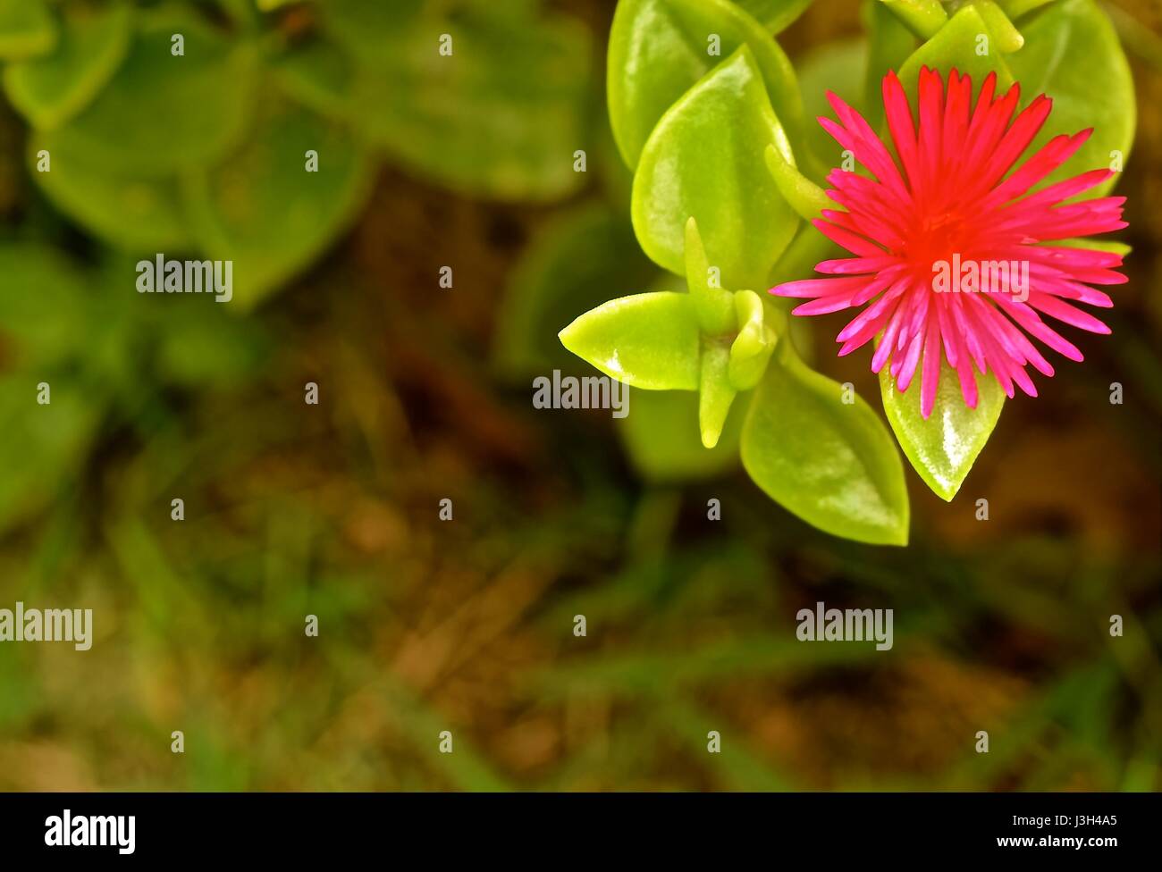 Bellissima finale cuore succulenti iceplant foglia con brillante pungenti fiore rosa. AKA, aptenia cordifolia.. Foto Stock