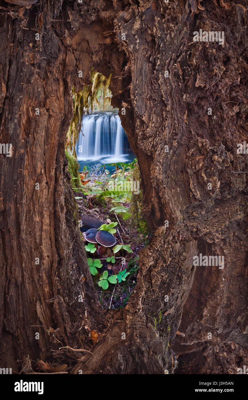 Guardando attraverso un foro all'interno di una struttura ad albero di una cascata orizzontale sull'altro lato, prospettiva inusuale Foto Stock
