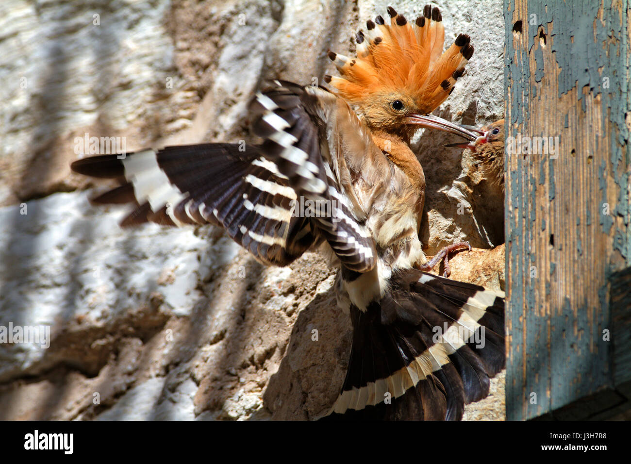 Hoopoe sta alimentando la prole nel nido situato in La vecchia casa del Parco Nazionale di Brijuni Foto Stock